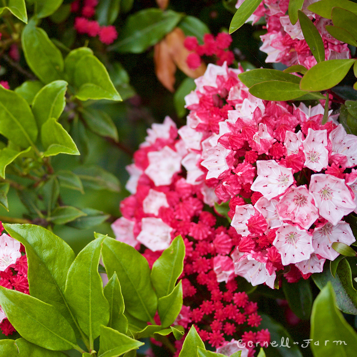 Kalmia latifolia Olympic Fire 2gal Mountain Laurel