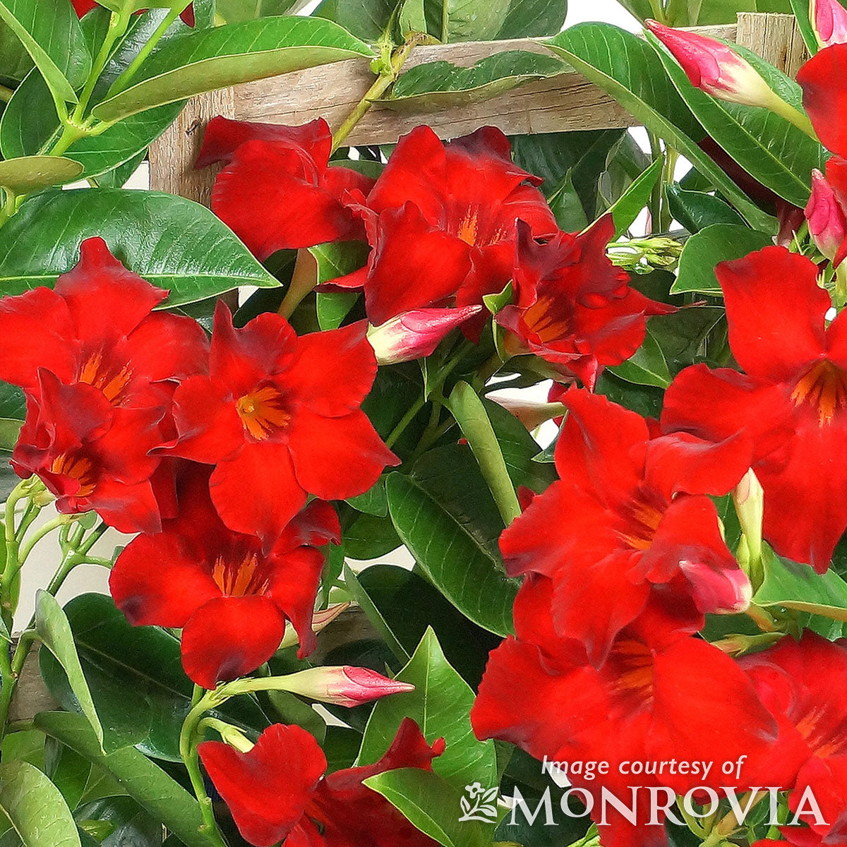 Mandevilla Tropical Breeze Velvet Red 5gal