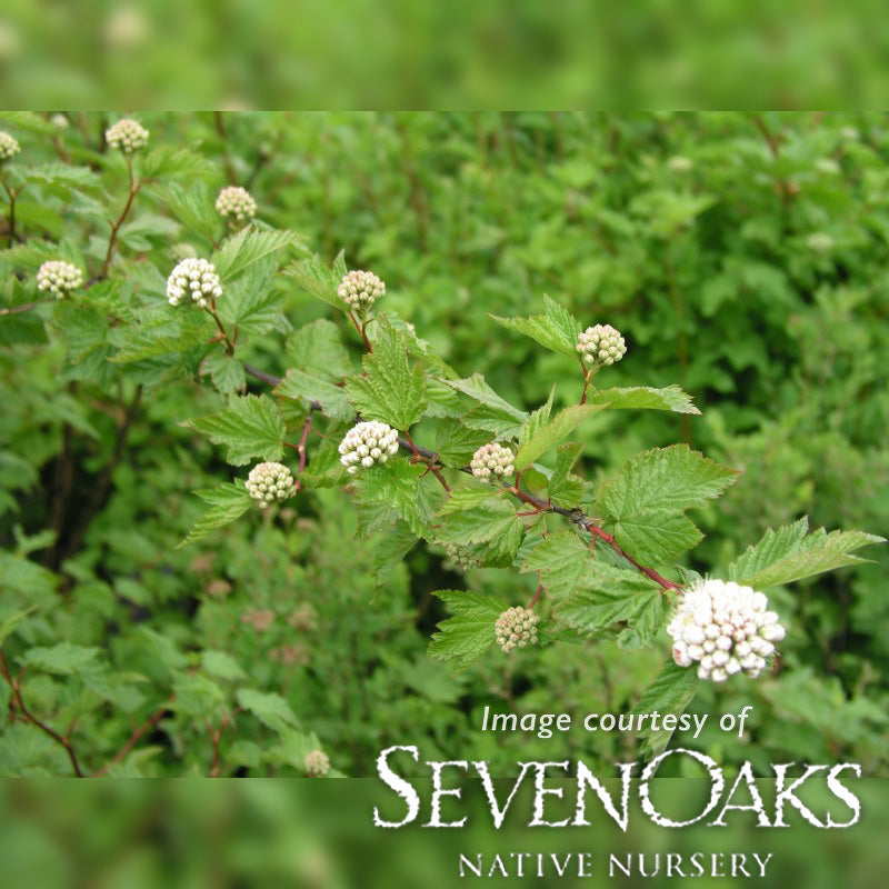 Physocarpus capitatus 2gal. Pacific Ninebark