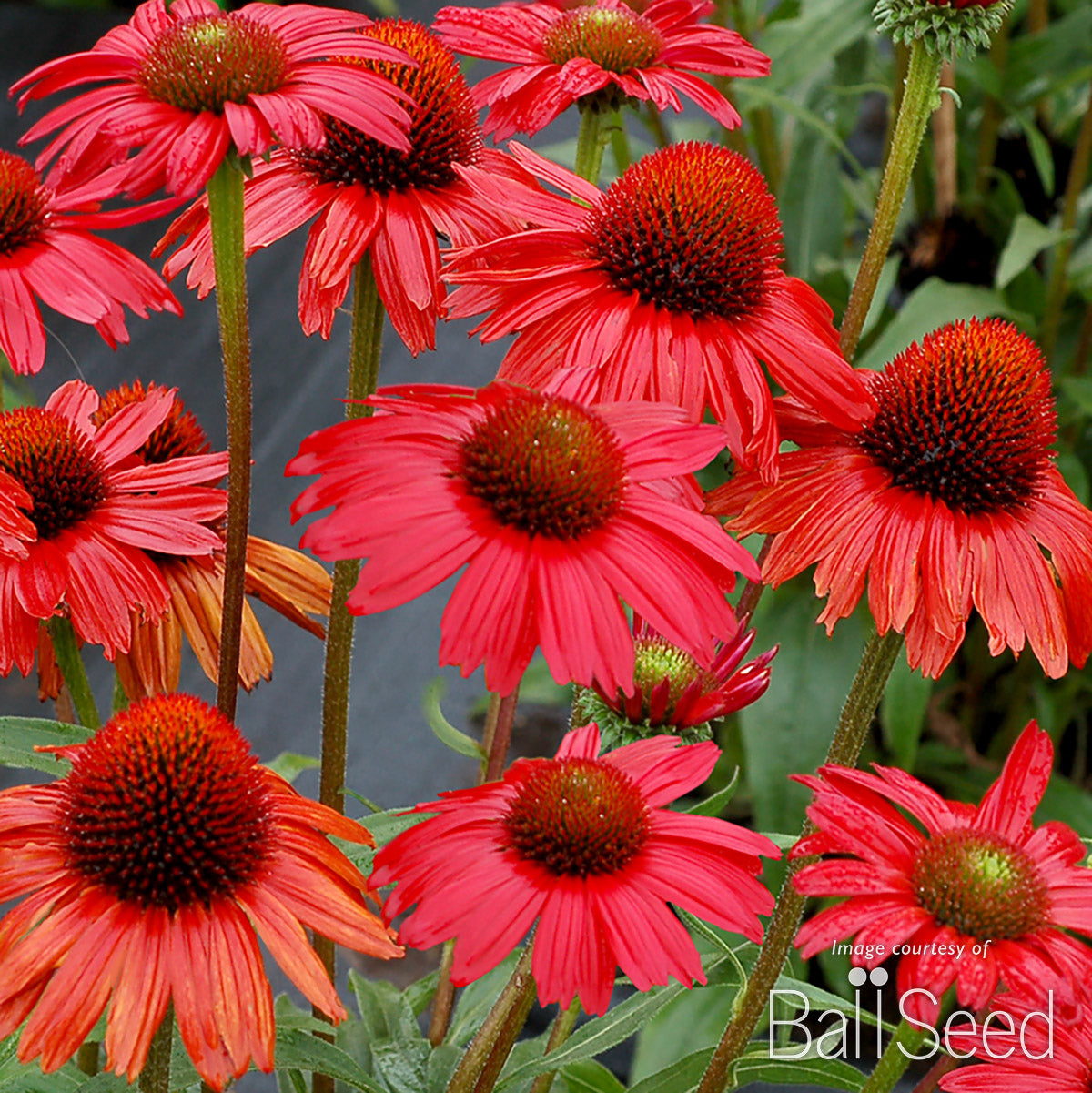 Echinacea Kismet Red Qrt CF