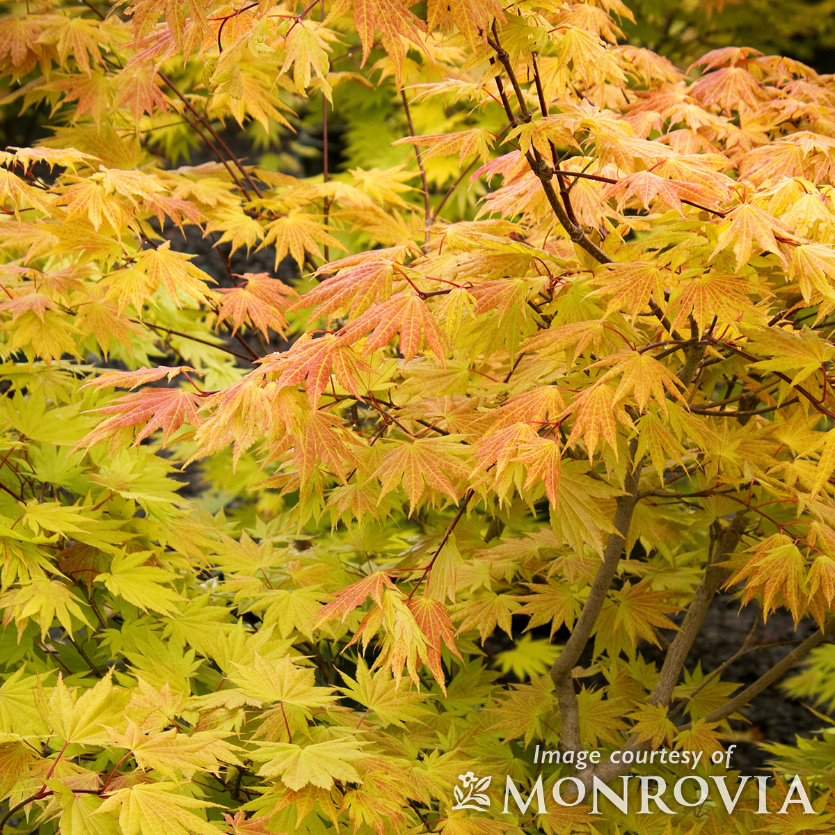Acer s. Autumn Moon 1-1.25in Full Moon Maple