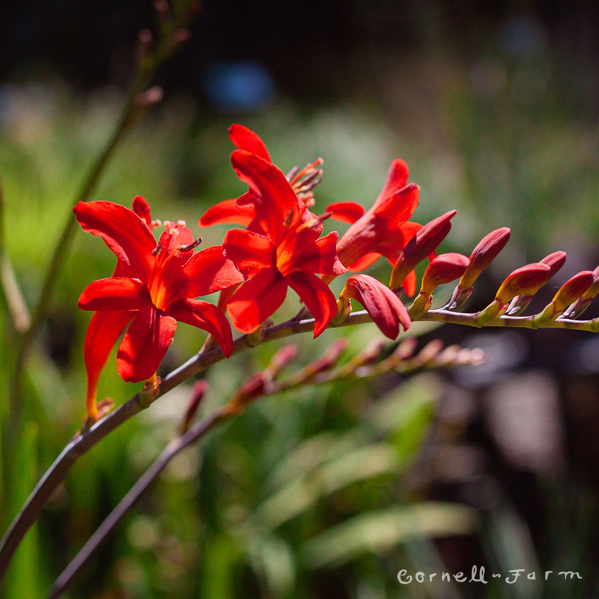 Crocosmia Lucifer 8ct