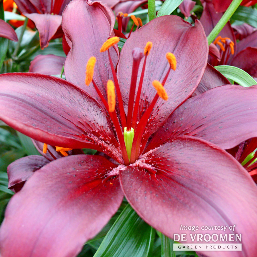 landini asiatic lily Lilium asiatic Landini 2ct Lily – Cornell Farm
