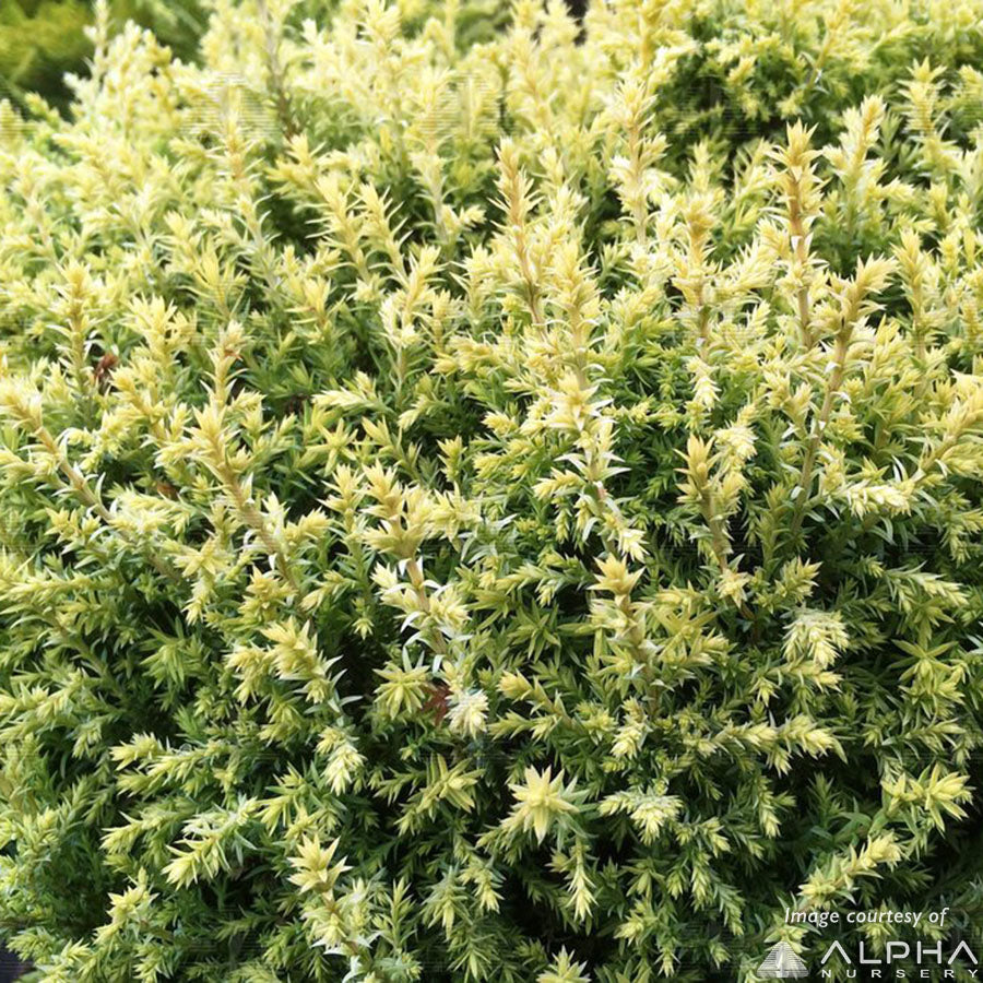 Chamaecyparis p. Cream Ball 5gal Sawara Cypress Cone