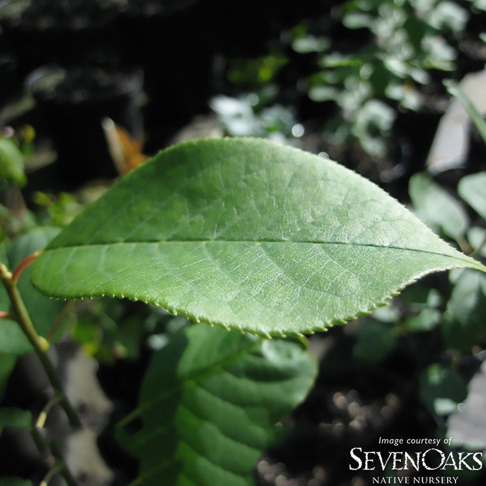 Prunus virginiana 2gal Western Chokecherry