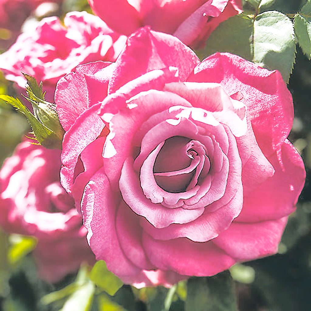 Rose Heirloom 5gal Hybrid Tea