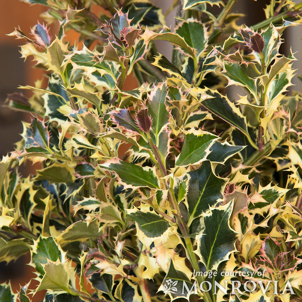 Ilex a. Argentea Marginata 5gal Variegated English Holly