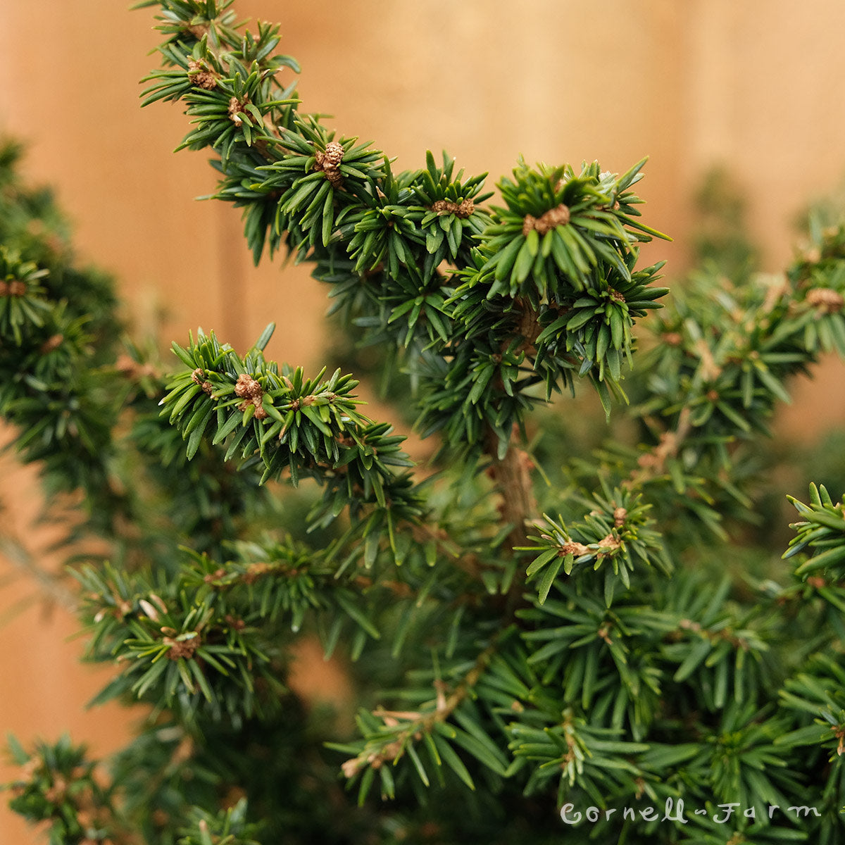 Tsuga canadensis Jervis RGP Eastern Hemlock