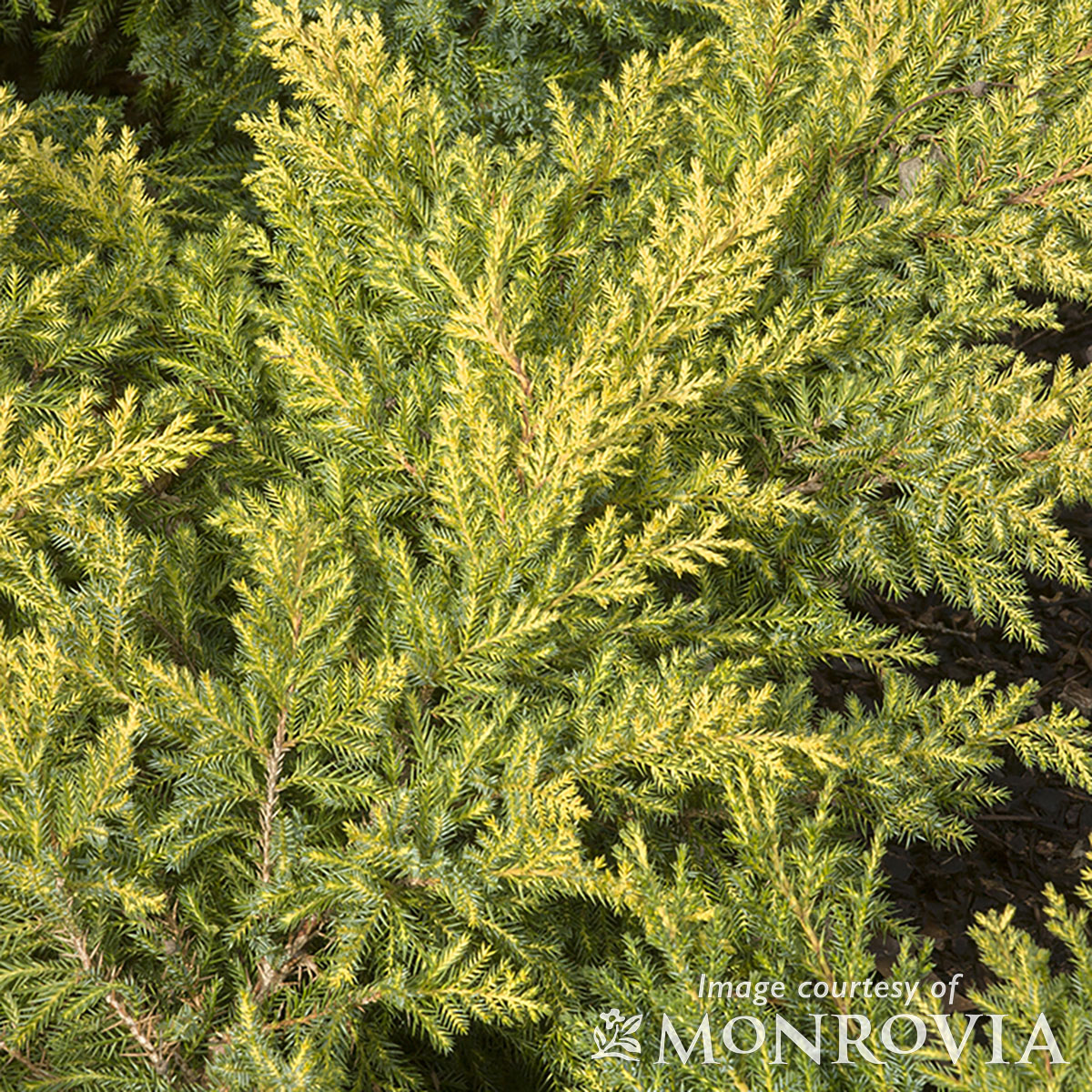 Juniperus Daub's Frosted 3gal