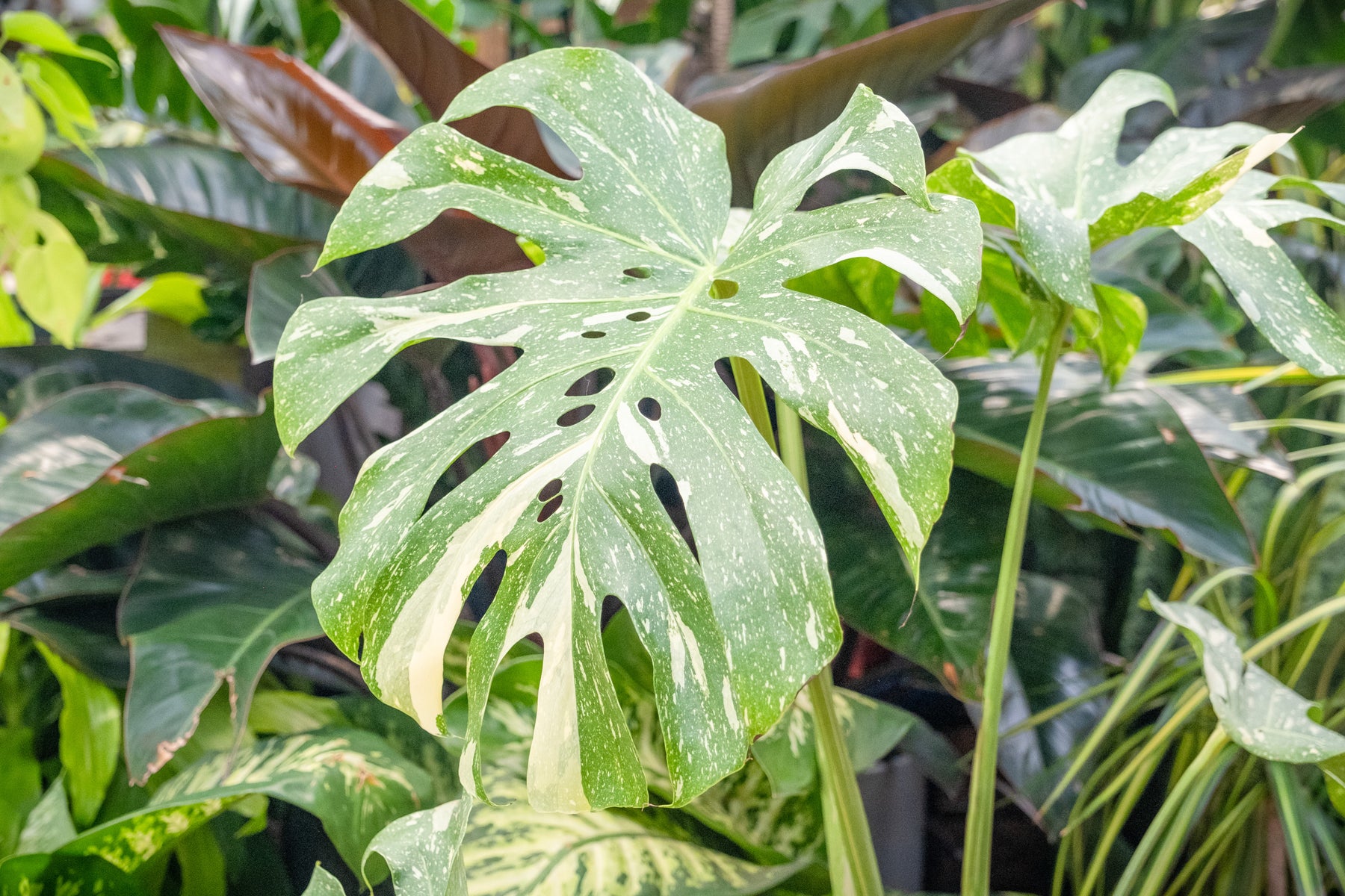 Houseplants Cornell Farm houseplants-cornell-farm