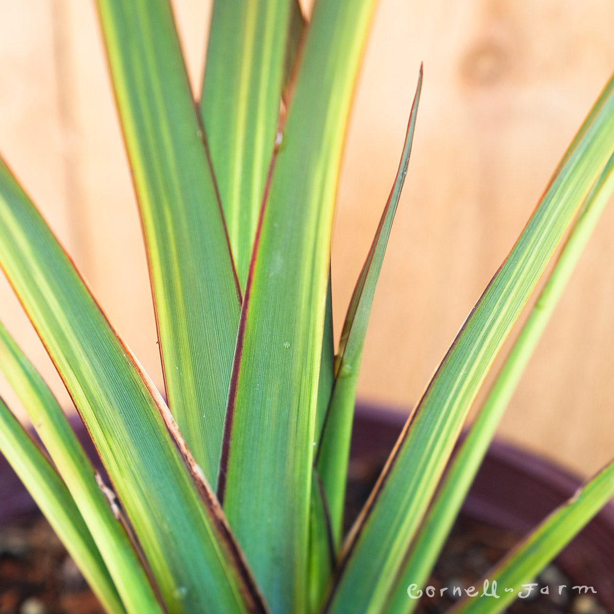 Phormium Apricot Queen Qrt. New Zealand Flax