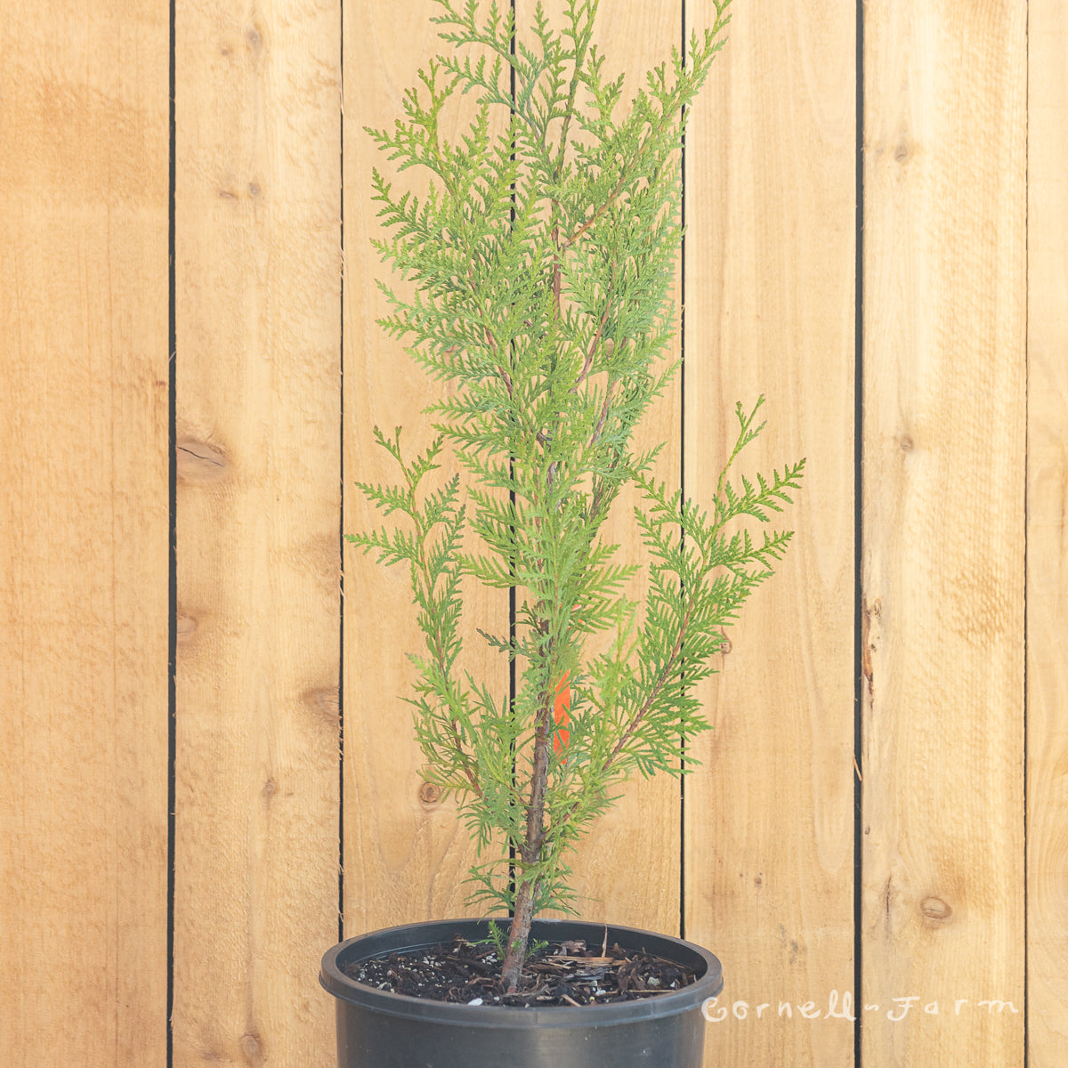 Thuja plicata 6ft Western Red Cedar 15gal