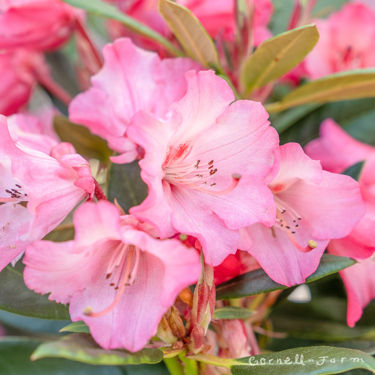 Rhododendron Cherries-n-Cream 2gal