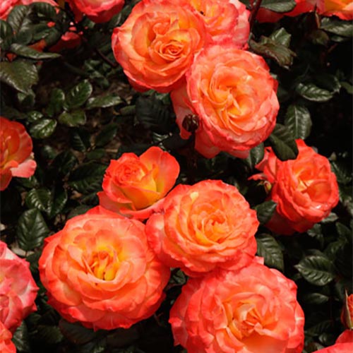 Rose Chihuly 5gal Floribunda