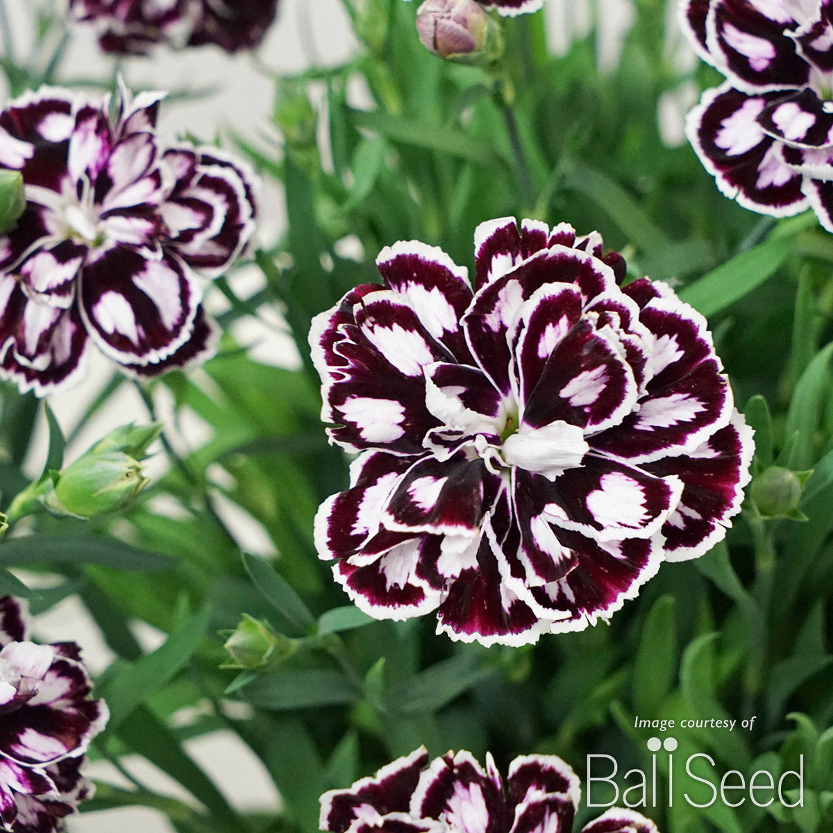 Dianthus Capitan Purple + White Qrt CF