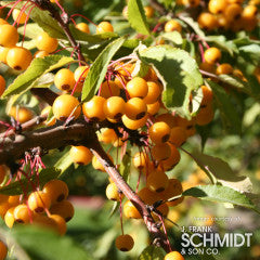 Malus Golden Raindrops 15gal Crabapple 1.25cal