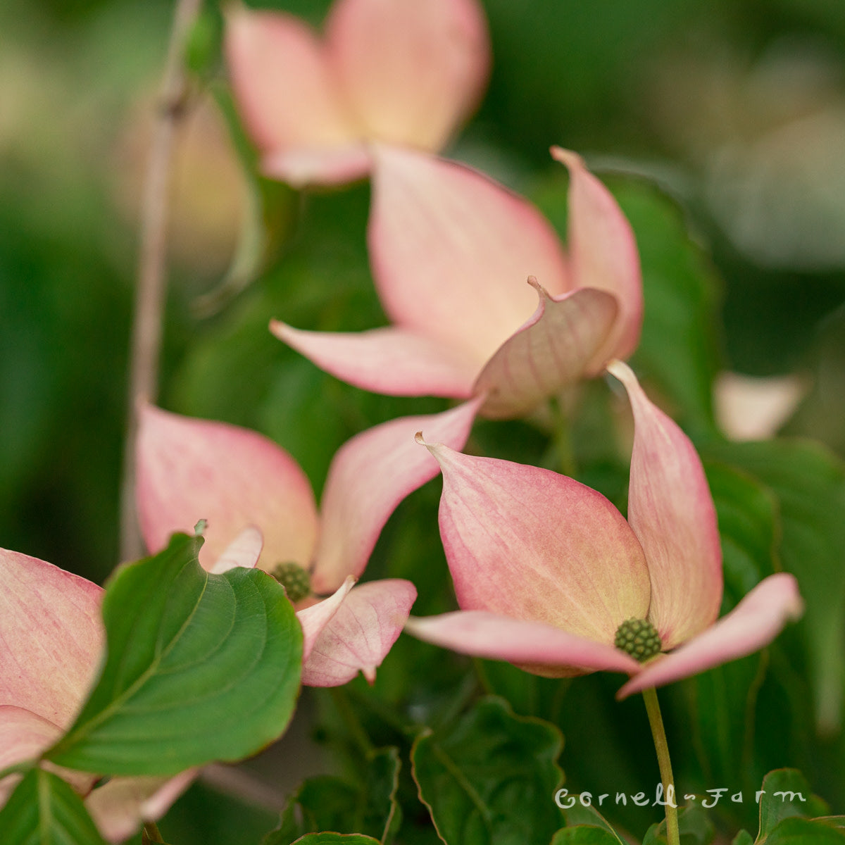Cornus x Rosy Teacups 15gal 1.5"cal. Dogwood tree