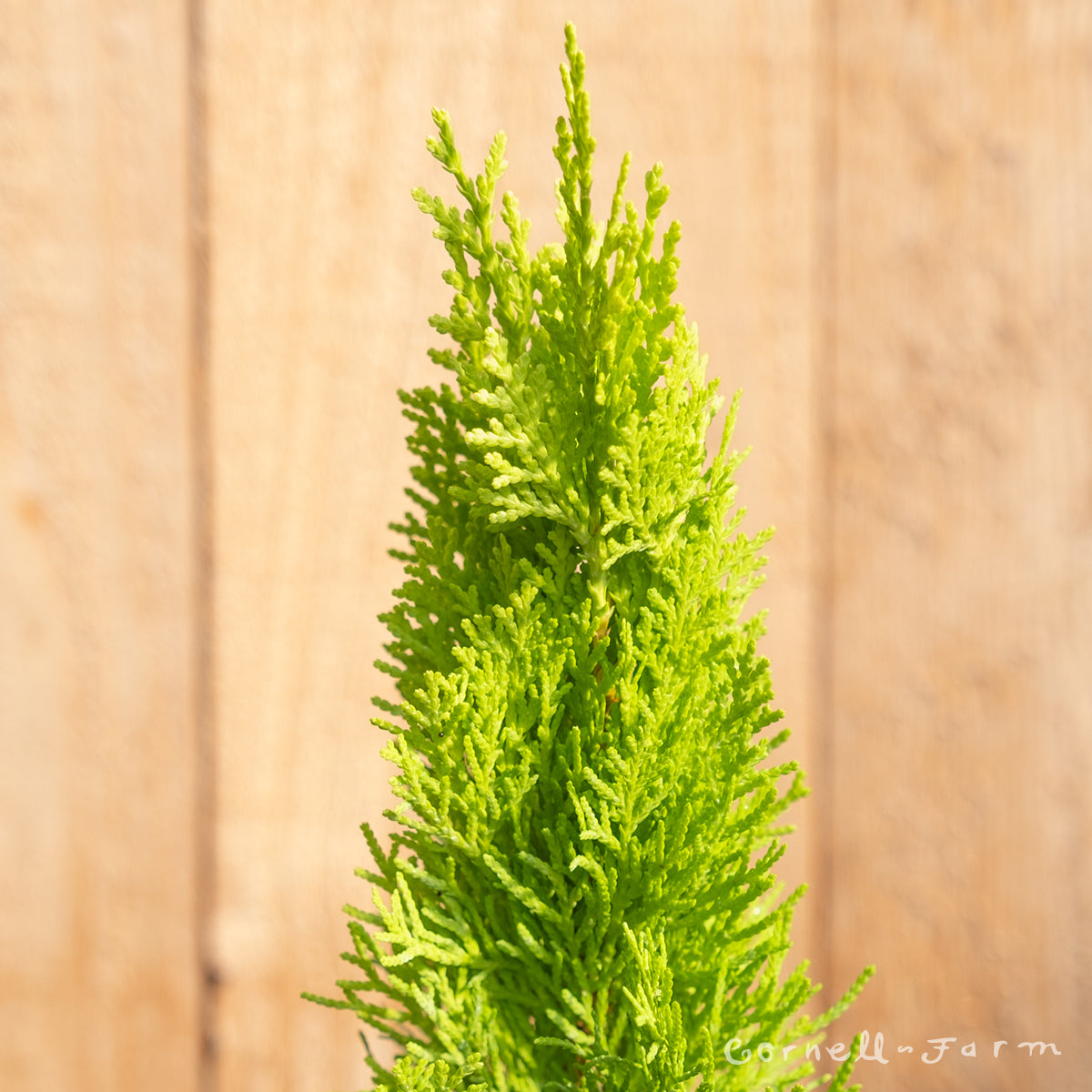 Thuja orientalis Morgan 4in Chinese Aborvitae