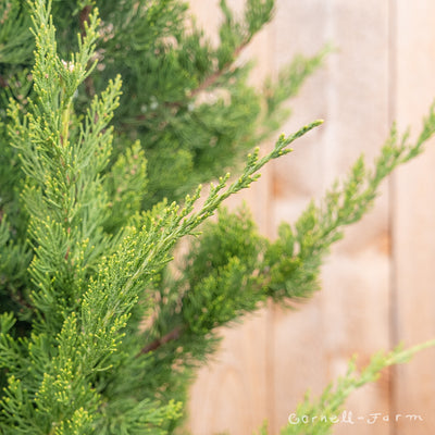 Juniperus c. Torulosa 5-6ft Hollywood Juniper