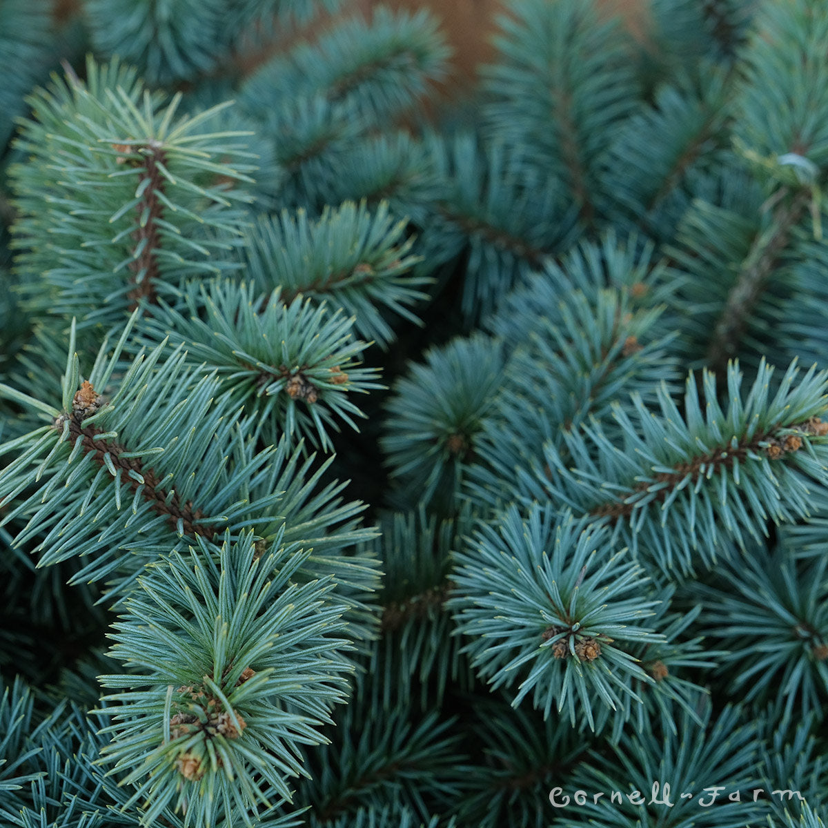 Picea p. Christina 10gal Blue Spruce
