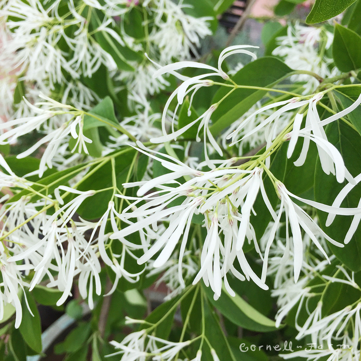 Chionanthus retusus 15gal