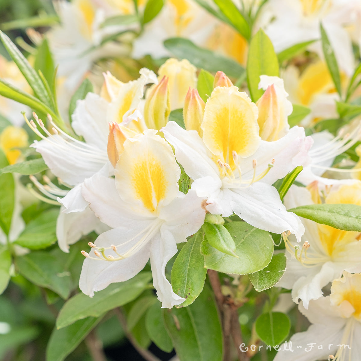 Azalea Northern High Lights 5gal Deciduous Azalea