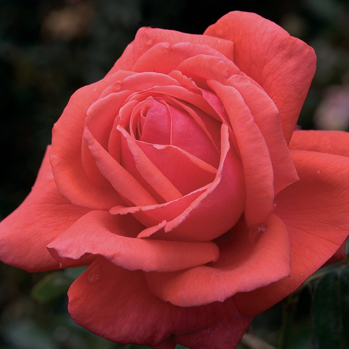 Rose Tree Fragrant Cloud 5gal PT 36" Hybrid Tea