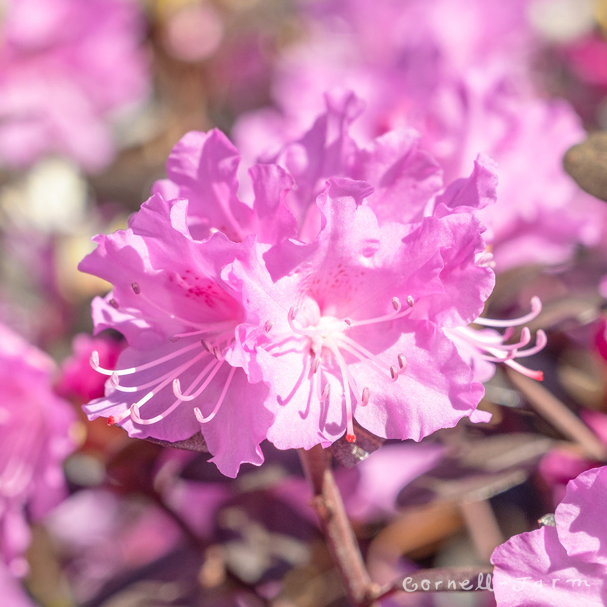 Rhododendron PJM Elite 1gal