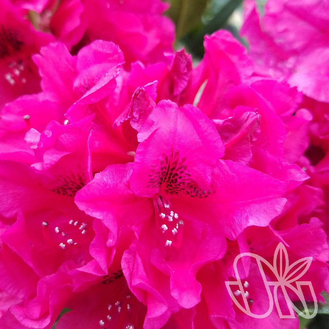 Rhododendron Lord Roberts 2gal red – Cornell Farm