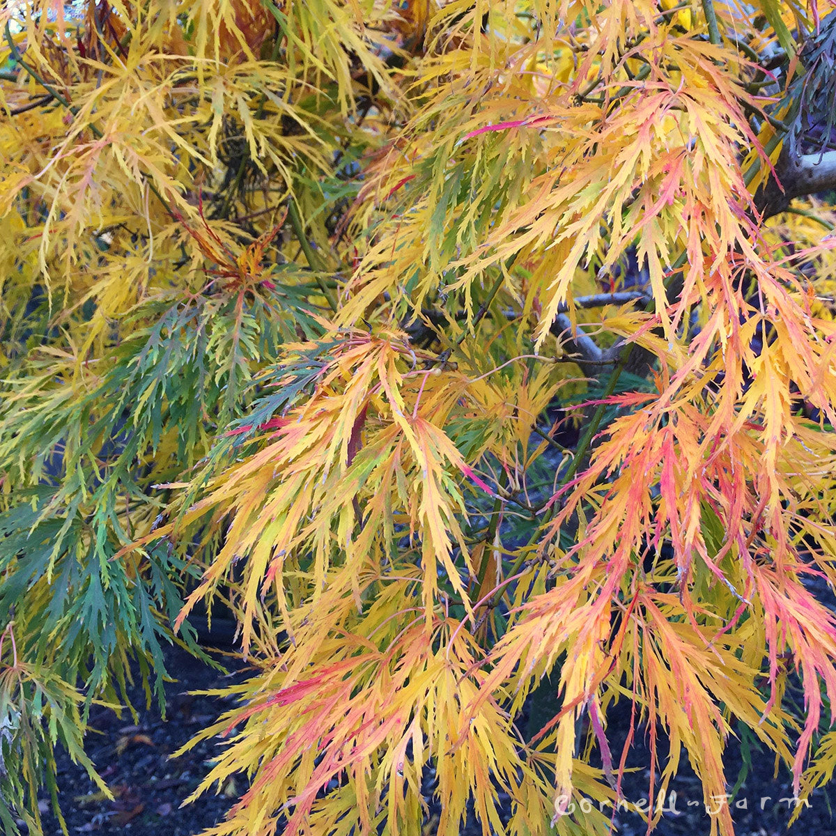 Acer p. d. Viridis 7gal Japanese Maple WS