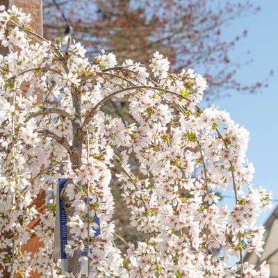 Prunus s. Snow Fountain 15gal 6ft graft Flowering Cherry