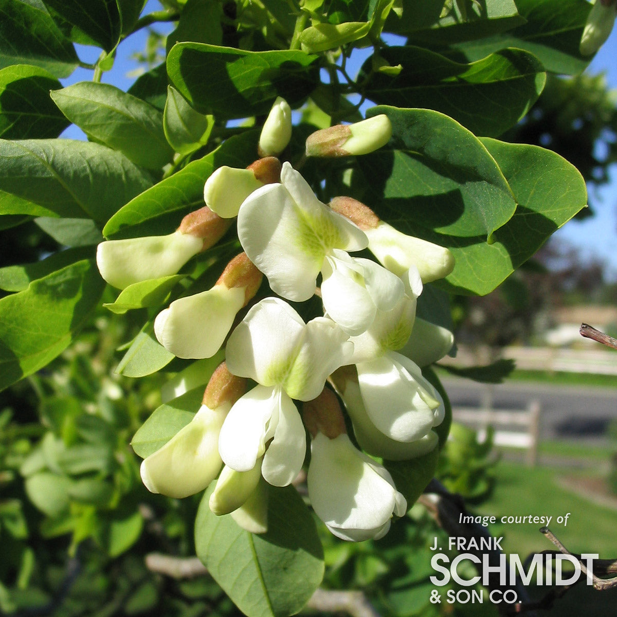 Robinia p. Lace Lady Twisty Baby 7gal