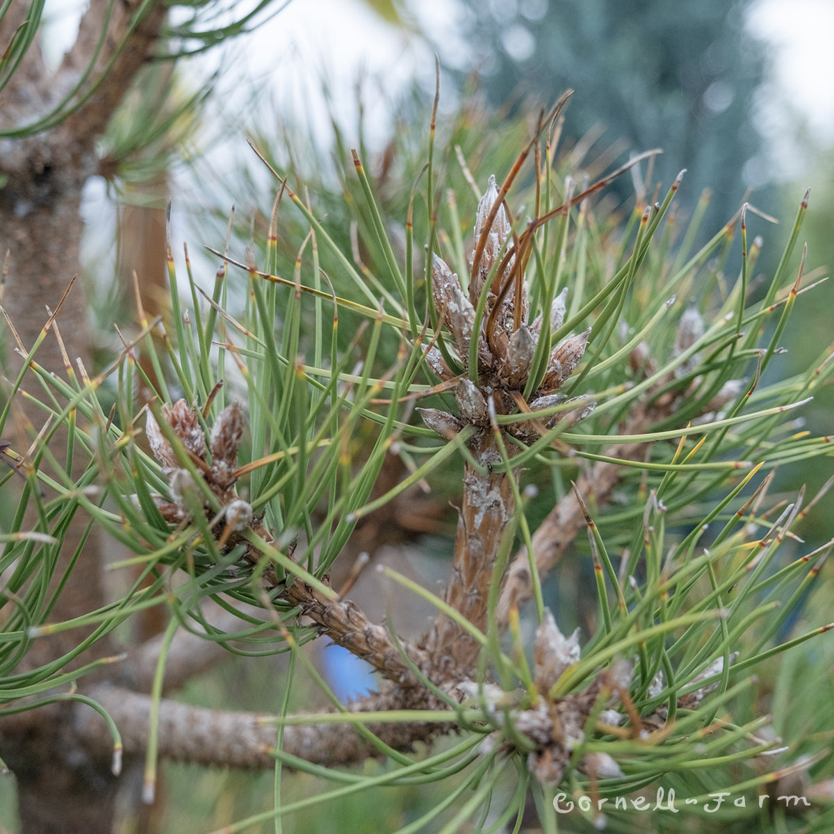 Pinus nigra Andean Gold 10gal Black Pine