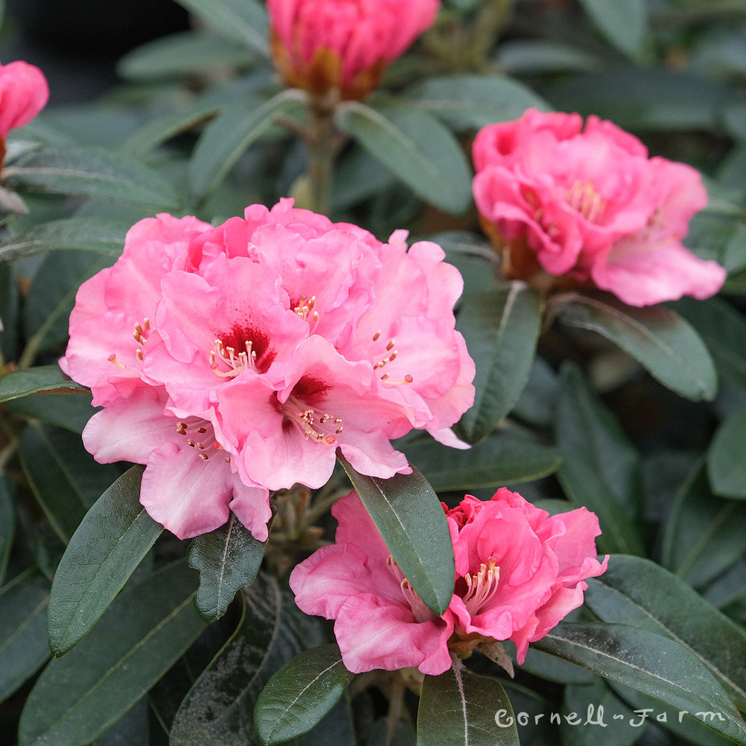 Rhododendron Chemainus 1gal