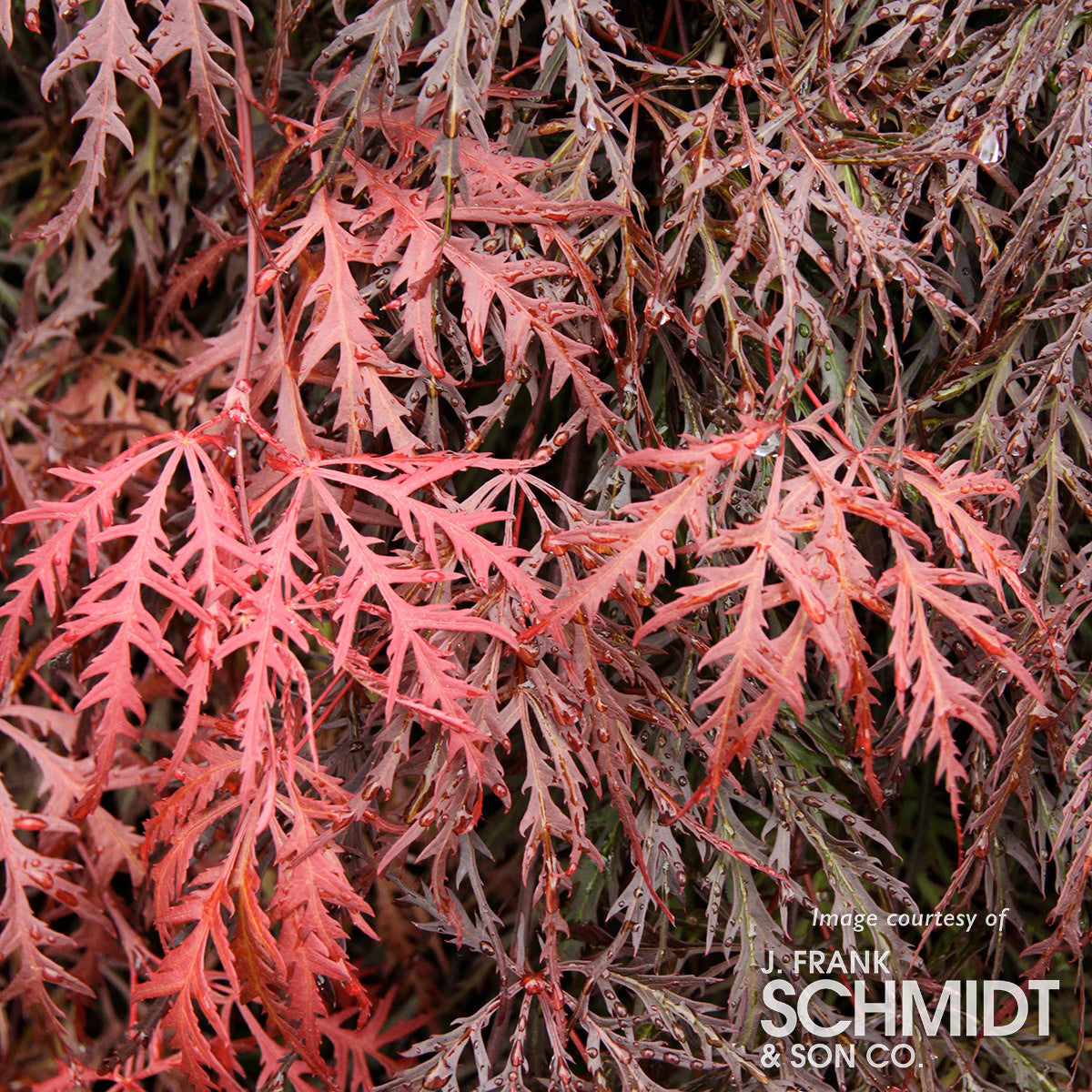 Acer p. Crimson Queen 15gal Japanese Maple