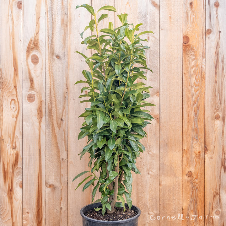 アルトスリムツリー7F No.2 アルトスリムツリー7F No.2