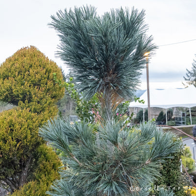 Pinus flexilis Vanderwolf 10gal. Limber Pine