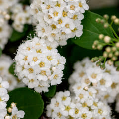 Spiraea betulifolia Tor 2gal Birchleaf Spirea