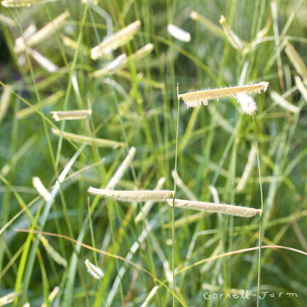 Bouteloua g Blonde Ambition