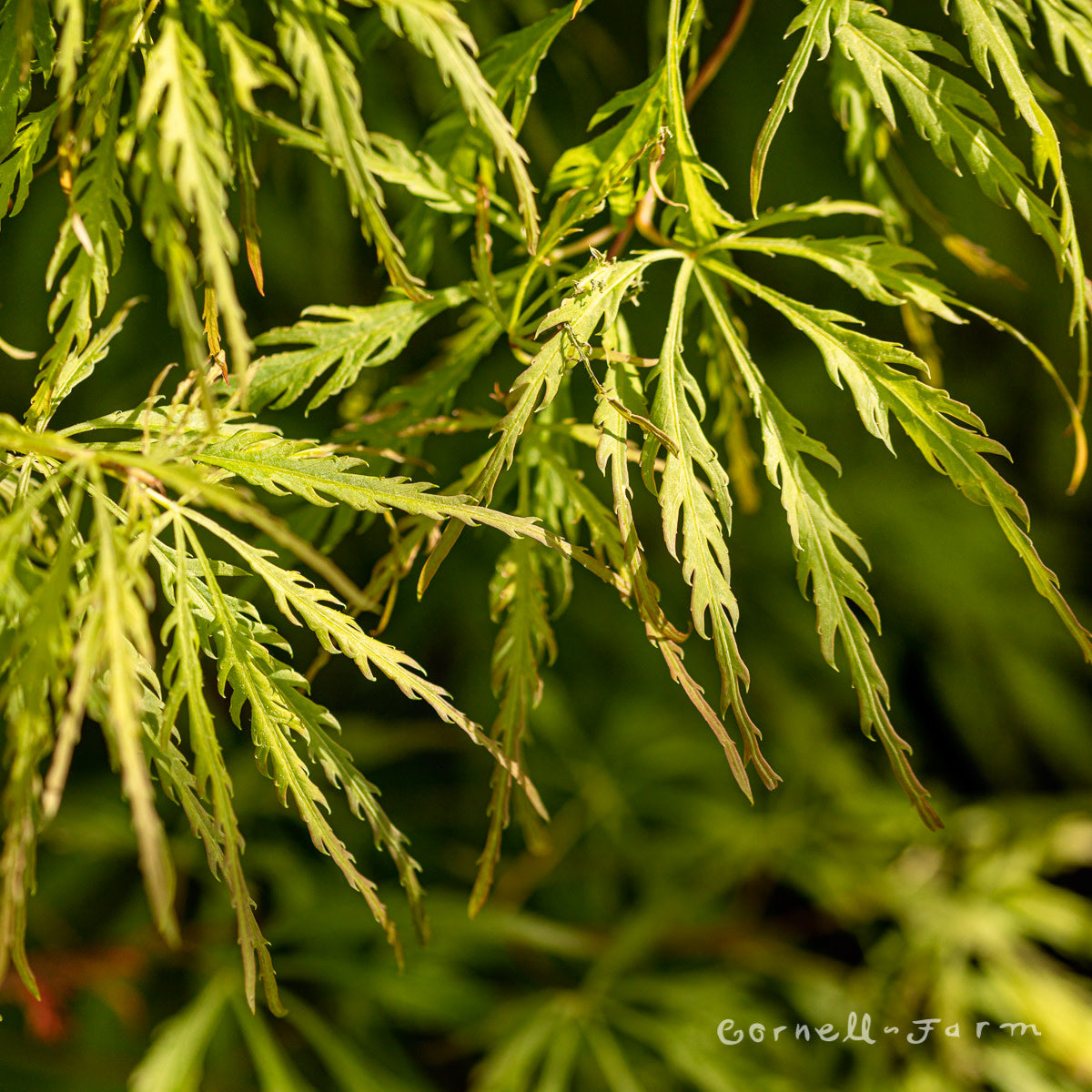 Acer p. Spring Delight 5gal Dwarf Japanese Maple