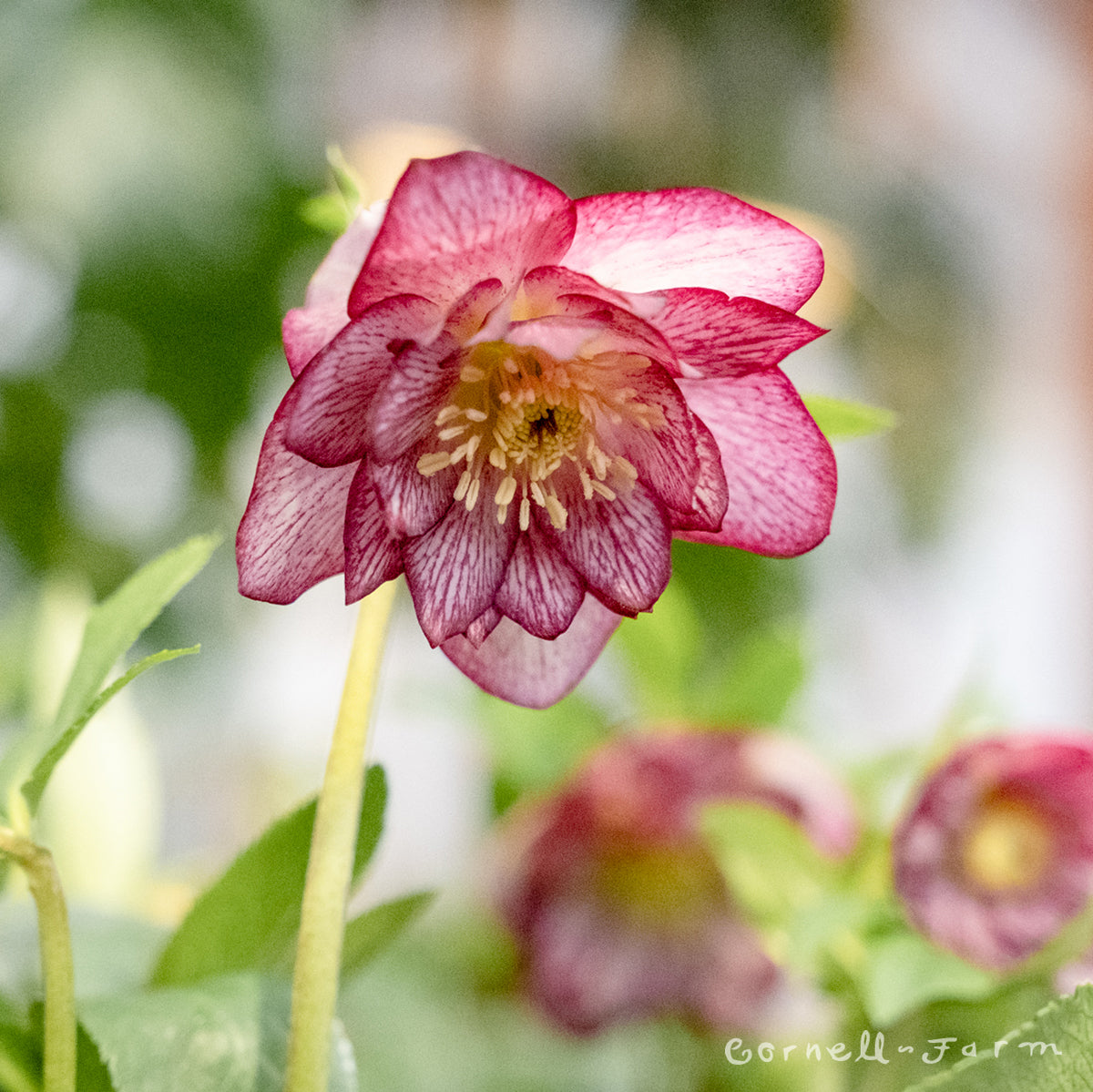 Helleborus Peppermint Ice WJ Qrt. Winter Jewels