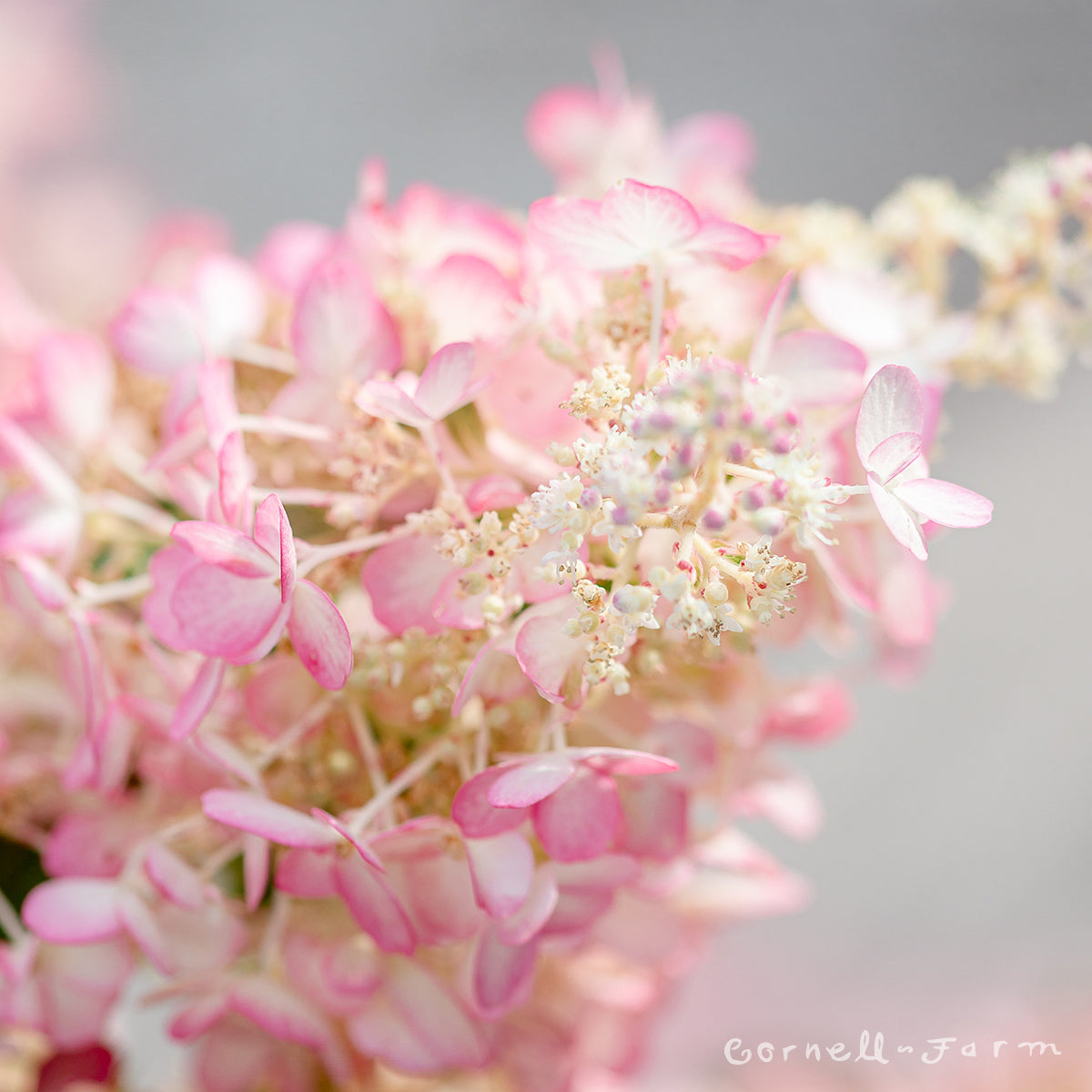 Hydrangea  p. Pinky Winky 6gal