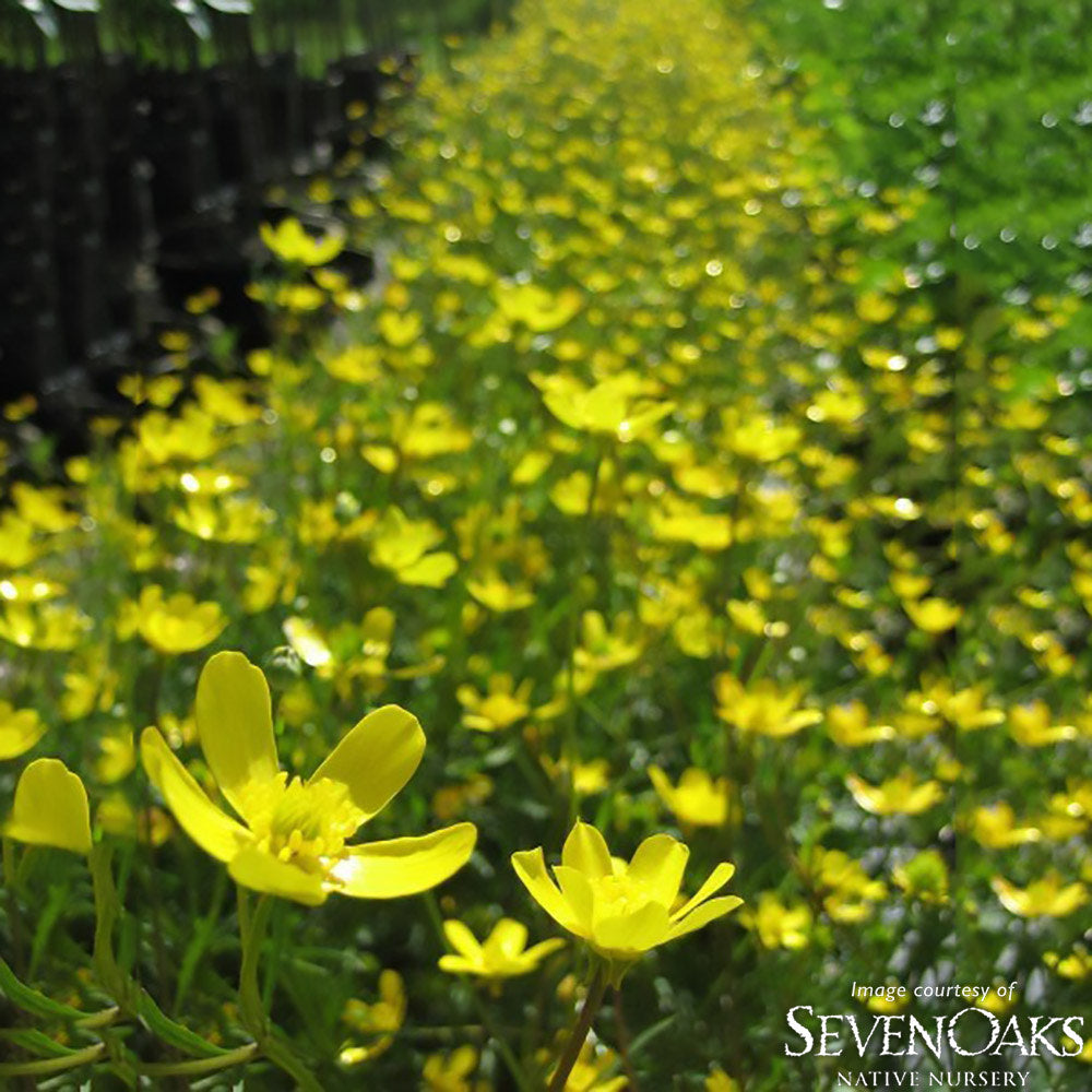Ranunculus occidentalis 1gal Western Buttercup