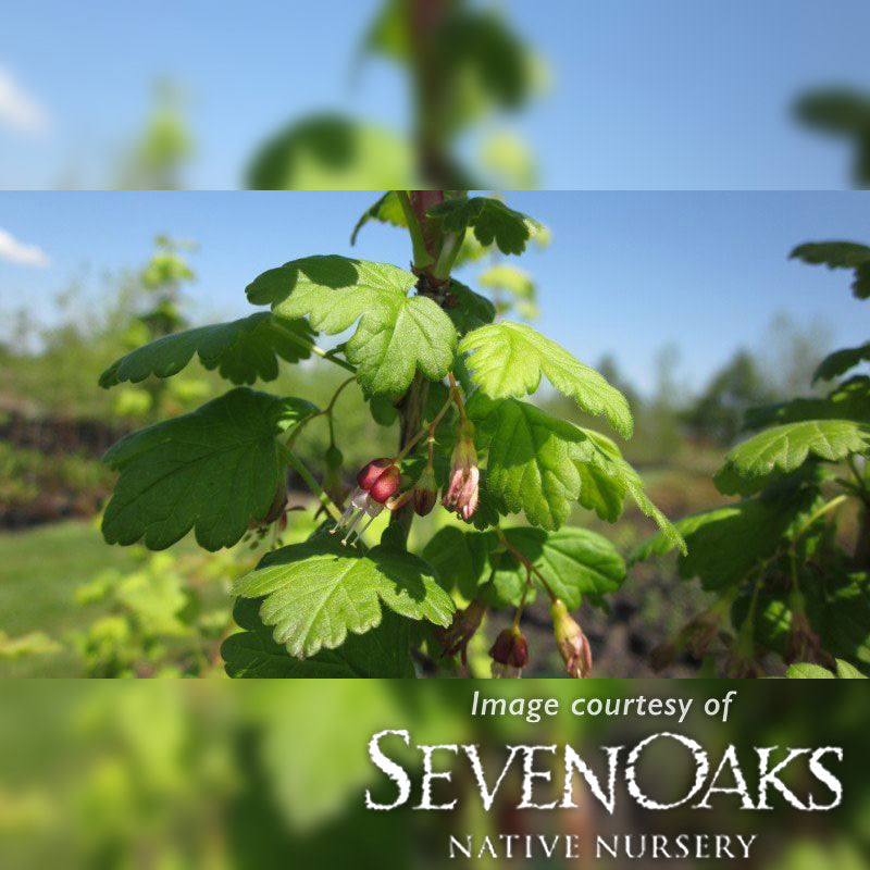 Ribes divaricatum 1gal. Coastal Black Gooseberry