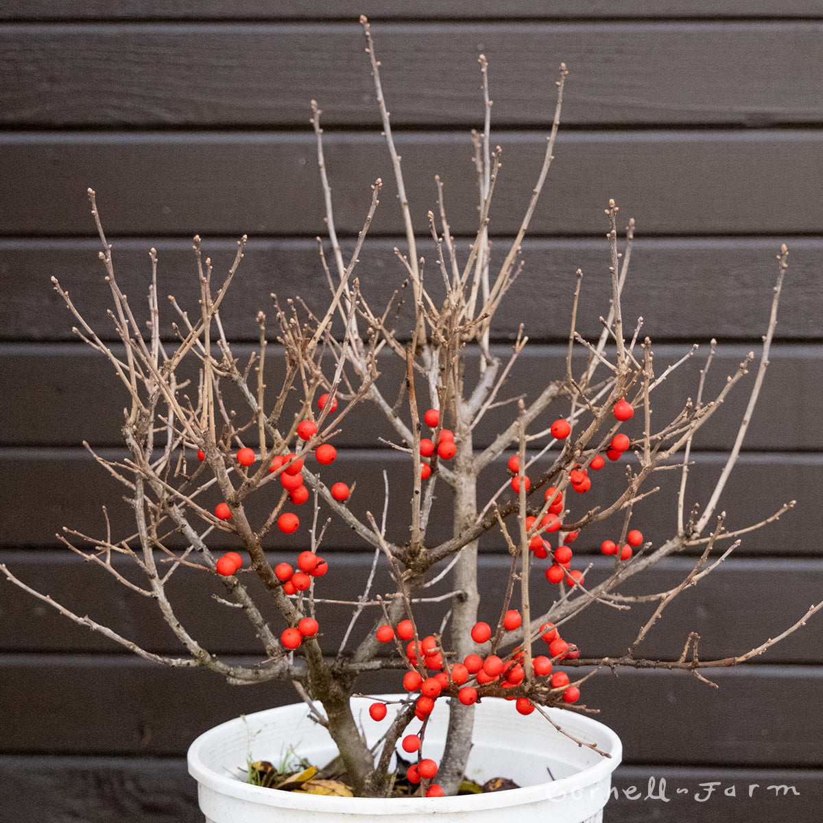 Ilex v. Berry Poppins 5gal Winterberry