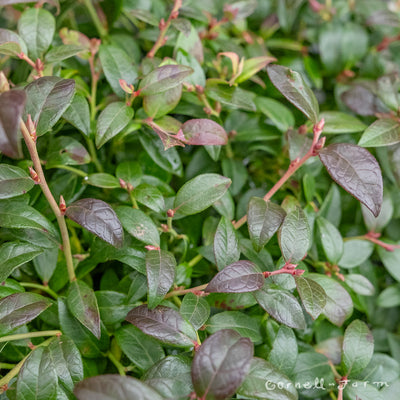 Blueberry Vaccinium Bountiful Blue 2 gal