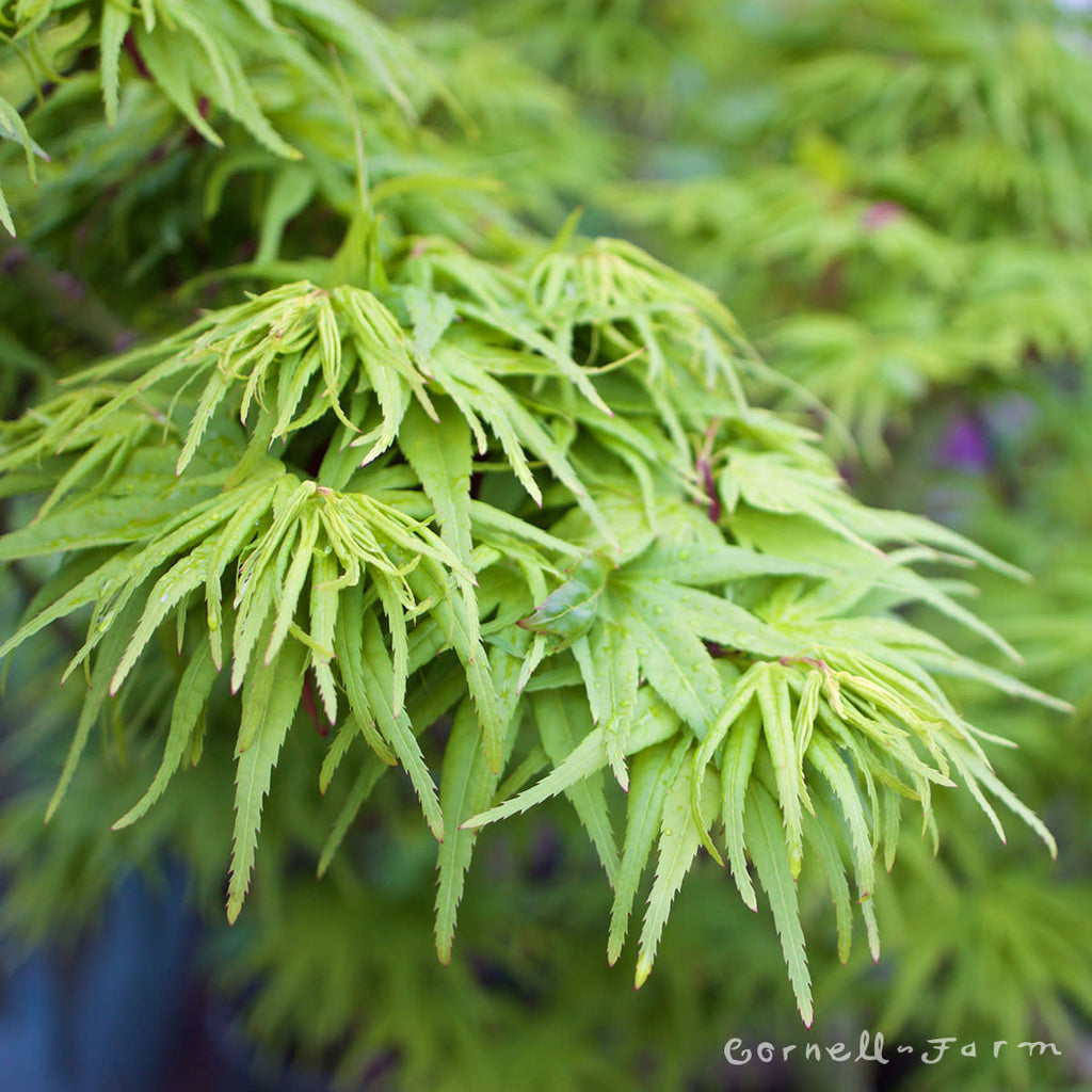 Acer p. Mikawa Yatsubusa 20gal Dwarf Japanese Maple – Cornell Farm