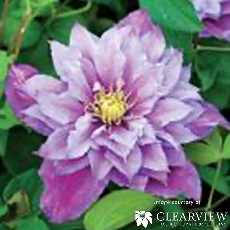 Clematis Piilu 1gal Pink