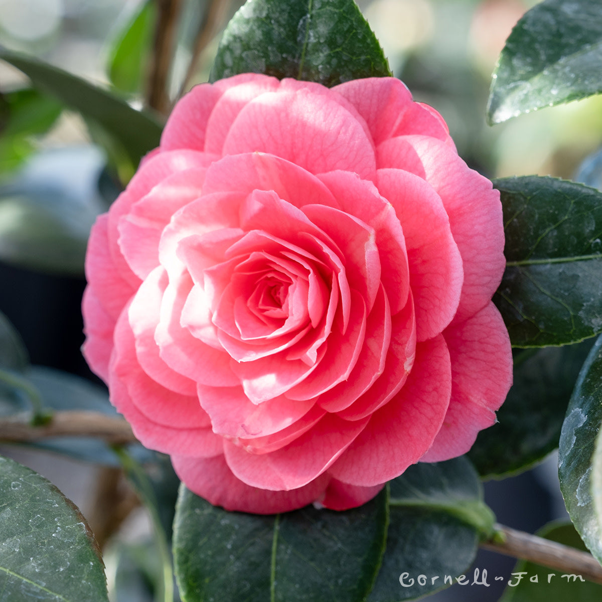 Camellia x j. April Kiss 1gal