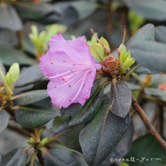 Rhododendron PJM Northern Starburst 21-24in Purple